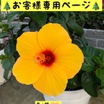 🎄お客様専用ページ🎄(I様用)