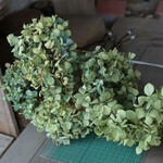 秋色紫陽花のドライフラワー