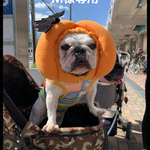 maru様専用