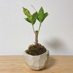 ナチュラル鉢クロトン苔玉仕様☆陶器鉢☆ハンドメイド☆