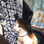 猫の組分け帽