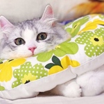mugiuta様専用出品