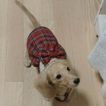 オーダー小型犬・中型犬・大型犬 小花＆チェック柄 ワンピース