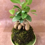 天然苔玉・大きめ　ガジュマル