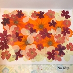☆new☆選別前だからお安く☆紫陽花　コスモス　バーベナの押し花セット☆