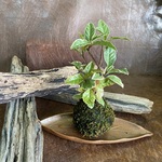 天然苔玉　ヤブコウジ