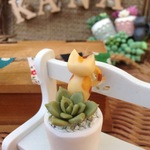 ぷっくり多肉植物とかわいいミケ猫ちゃこちゃんの寄せ植え