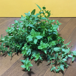お花屋さんが作ったフレッシュセージのスワッグです   ②