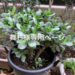 舞村様専用ページ