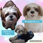 オーダー品 シーズー犬のBENちゃん