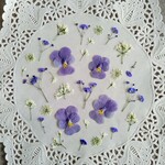 押し花素材　No807　パープルのビオラのミックスセット