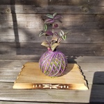 苔玉　トラディスカンティア