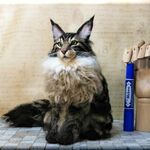 羊毛フェルト　猫　メインクーン　ねこ　ネコ　猫フィギュア　