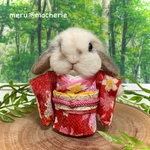 【※Tomochi様　オーダー品】お着物うさぎ　およめちゃん（ホーランドロップ　ブロークンオレンジ）