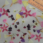 押し花　50個ｓｅｔ　アリッサム　スターチス　ペンタス　コデマリ　ランタナ　素材　花材