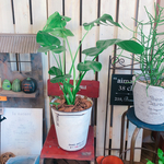 現品SALE♡【モンステラ】カッコイイ観葉植物♡シンプルな白系ブリキ鉢♪ナチュラルグリーン