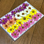 お花屋さんが作った晩秋のジニアのドライフラワー  ⑥