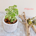 大切な思い出 ポリシャス 観葉植物 インテリア No 415 Minne 日本最大級のハンドメイド 手作り通販サイト