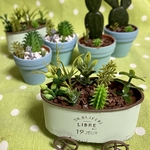 サボテンの寄せ植え　a