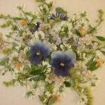 押し花 素材 ビオラのアレンジ　💐