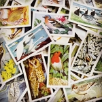 ＊イギリスから届いた紅茶のビンテージカード＊bird set＊

