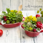 ꫛꫀꪝグラタン皿(レッドorグレー)2点セット❁多肉植物＆フェイクグリーン アレンジ