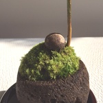 苔盆栽　マングローブ　軽石鉢（黒）　受け皿付き