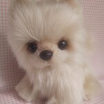 ふわふわぬいぐるみ☆ポメラニアン☆クリーム