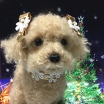 羊毛フェルト トイプードルのホワイトXmas🎄