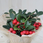 karin3272様☆専用