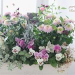 ガーデンマムとビオラのボリューム寄せ植え✿お花の贈り物