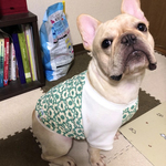 新色！犬服オーダー★北欧花柄Tシャツ水色中型犬小型犬フレンチブルドッグパグ服フレブル服