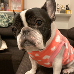 冬物犬服オーダー★あったか～♪かわいいハート柄ボアタンクピンク中型犬小型犬フレンチブルドッグパグ服フレブル服トイプーボストンテリア