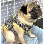 犬服オーダー★星柄タンクフレブル服小型犬フレンチブルドッグパグ服フレブル服中型犬小型犬