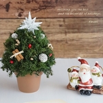 ちょこんとミニクリスマスツリー　ヒムロスギ　プリザーブドフラワー　アーティフィシャルフラワー