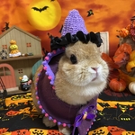 うさぎ☆うさポンチョ♡ハロウィン＊パープル♡