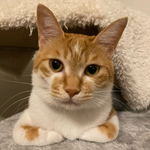 バケツ猫うみちゃん❣️【のんぽち様オーダー品】