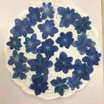 NO.593N  デニムブルーの八重紫陽花 ミディアム／押し花素材