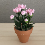 菊　　ア