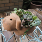 わんちゃんde多肉植物の寄せ植え