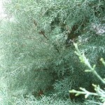 ブルーアイス 切り枝　コニファー　花材