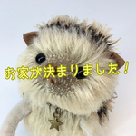 10/25 ハリネズミ#132【鼻・こげ茶】】【チャーム:星】