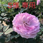 S様  専用