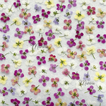 nana7726321様専用押し花アソート