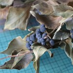 ヘデラベリーのDry Flower
