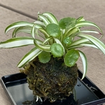 小さな苔玉