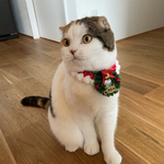 2020年 クリスマス首輪