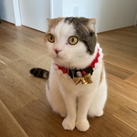 2020年 クリスマス首輪 A