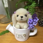 カップinわんちゃん(^^)　※犬※