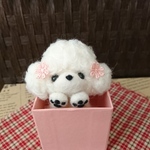 箱入りトイプードル